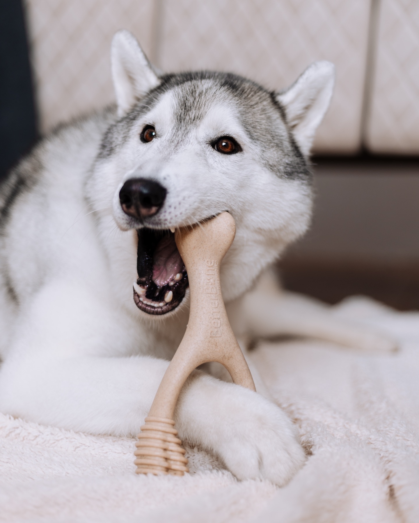 Husky chewing a BetterBone on a blanket