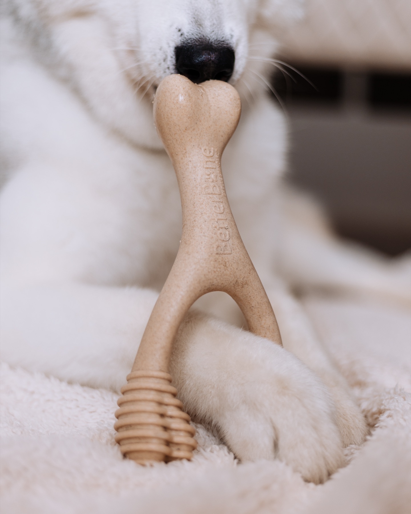 Close-up of a BetterBone chew between husky paws