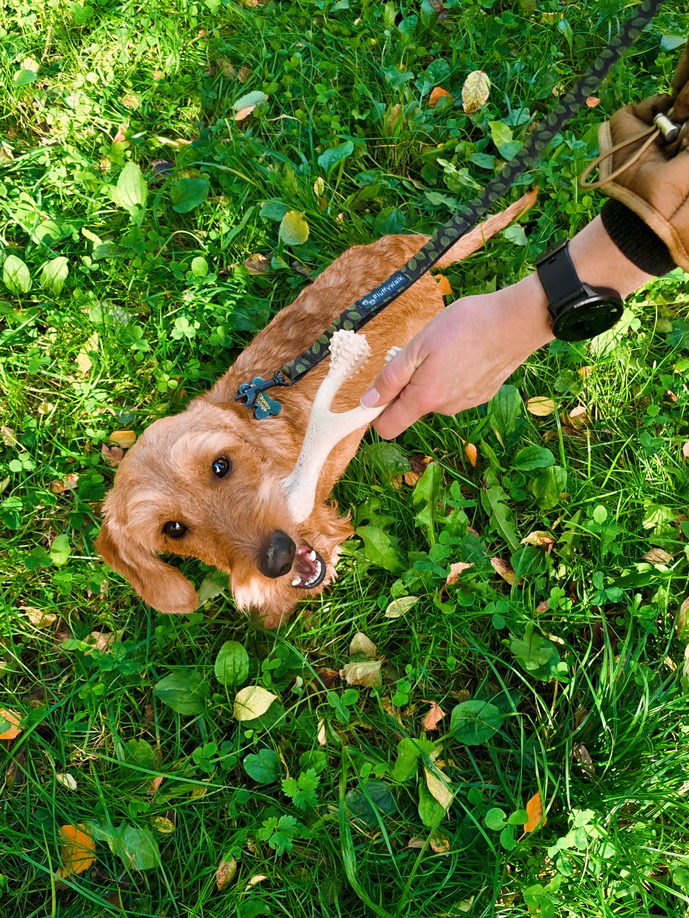 Dachshund chewing a BetterBone in the grass