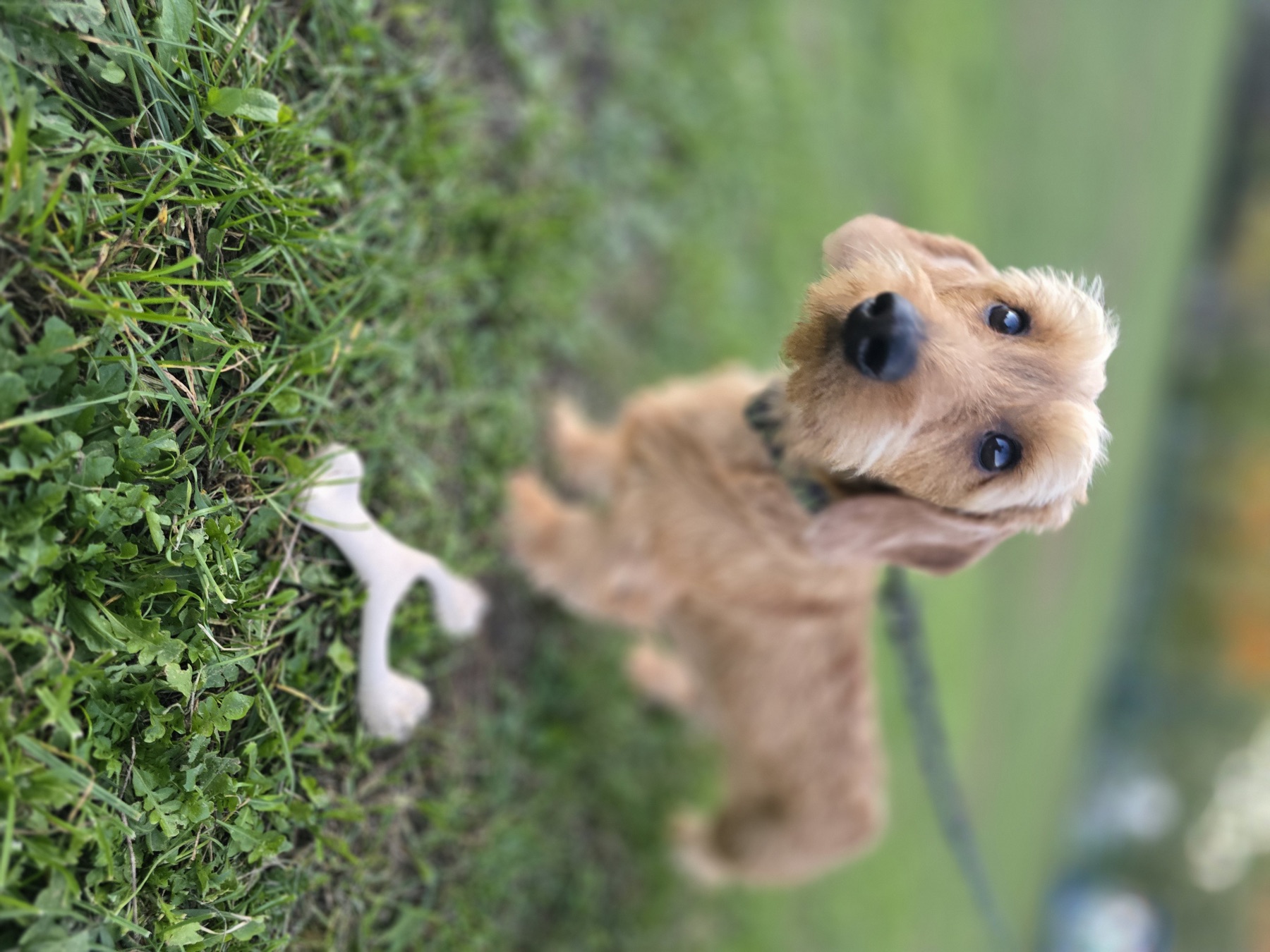 Dachshund standing beside a BetterBone chew