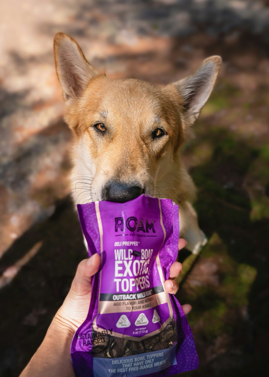 Dog sniffing a ROAM treats pack