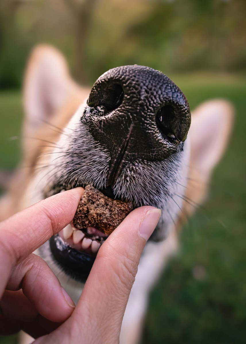 Close-up of a dog taking a ROAM treat